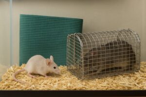 Svartvit mus med stora öron som utforskar inomhusmiljö.