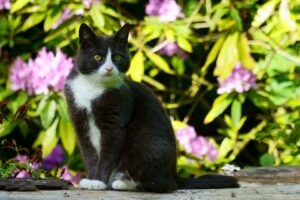 Svartvit katt sitter bland blommande växter i trädgården