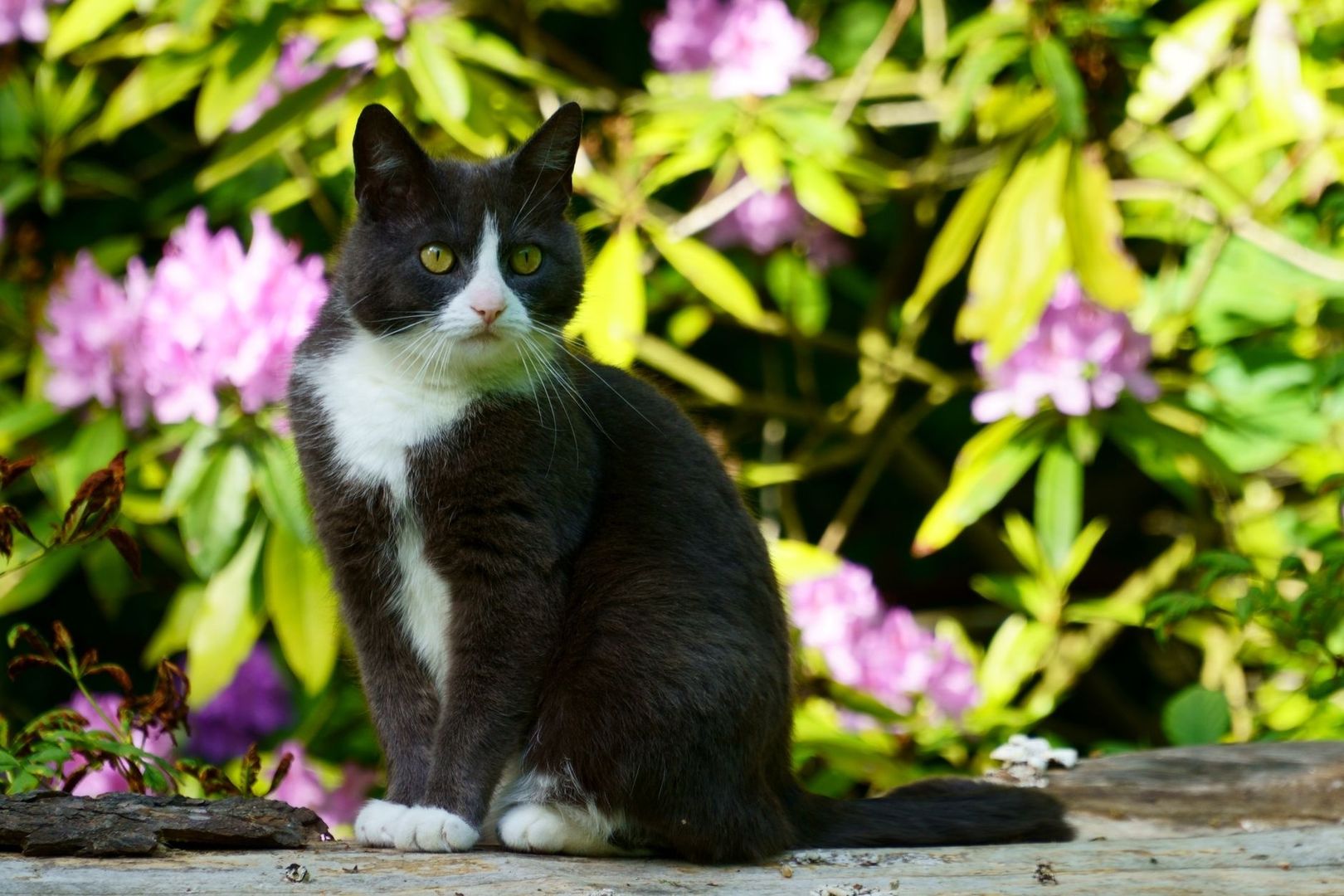 Svartvit katt sitter bland blommande växter i trädgården