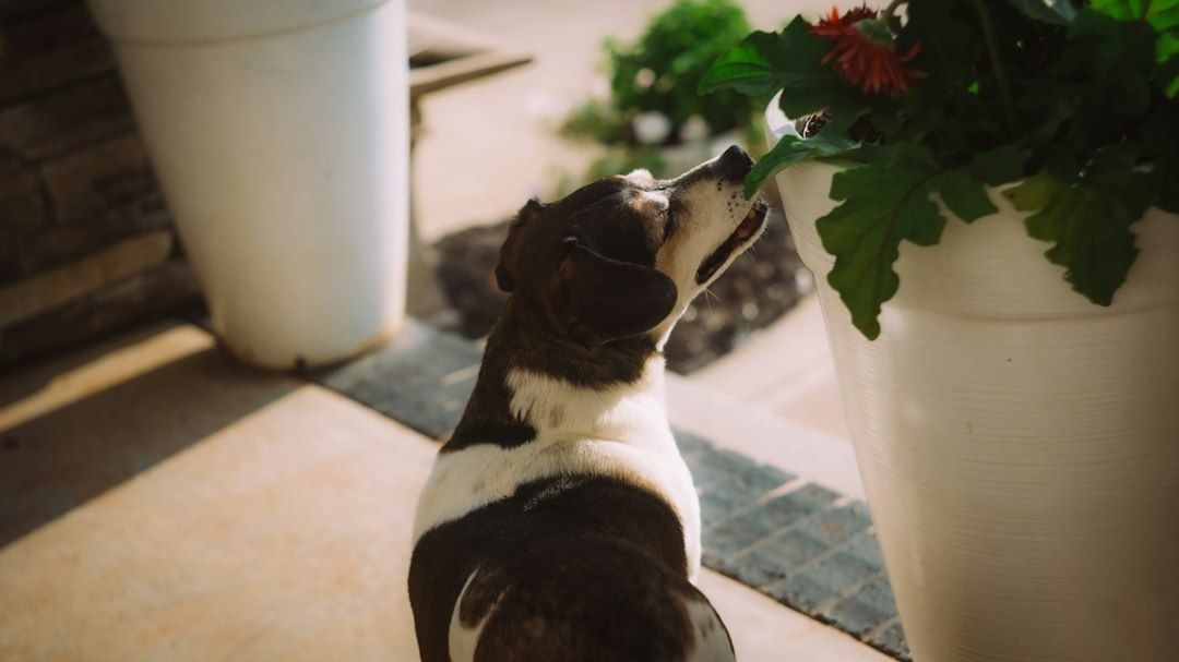 Hund nosar på en blommande växt i en kruka på uteplatsen